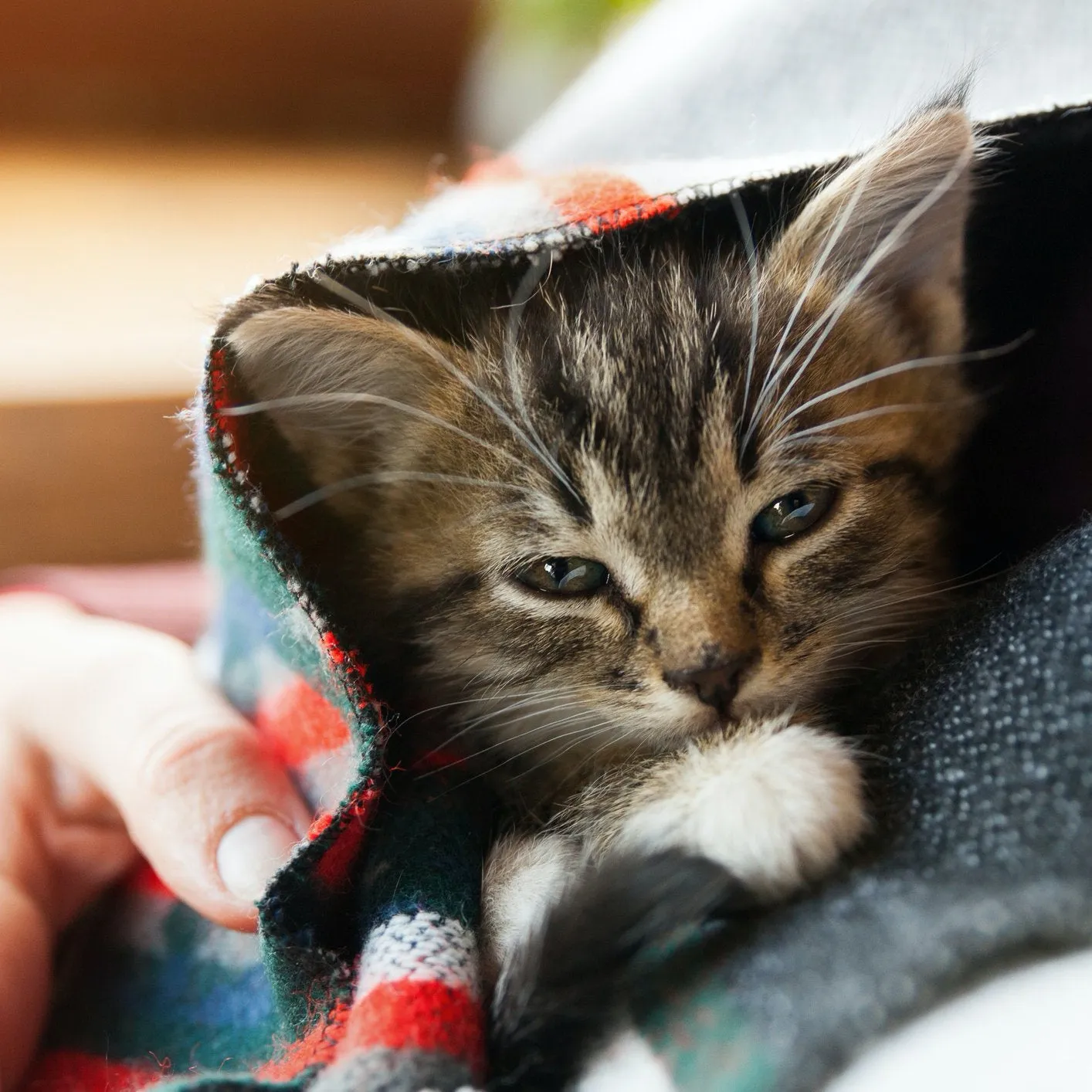 Cat Flu Plus